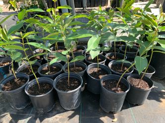 Rare Java plum plant