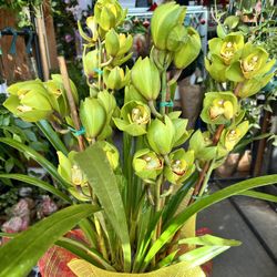Cymbidium Big And Tall 2 Spikes -4 Spikes Địa Lan Lớn Có Hai Đến Bốn Cành
