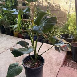 HERMOSAS PLANTAS NATURALES “MONSTERAS PLANT “