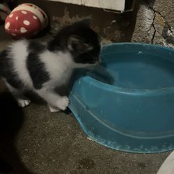 Kitty Water bowl 
