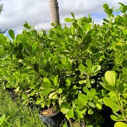 Clusia Privacy Hedge Plants 🌿 15gl $40