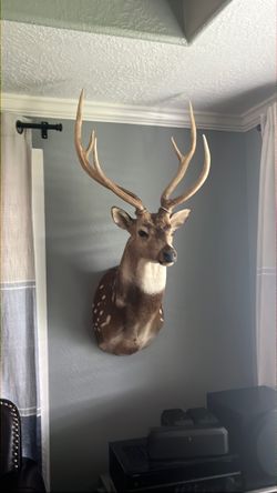 Deer