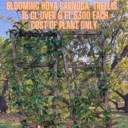 Hoya Carnosa Trellis