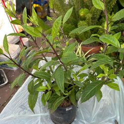 Gynura Plant Good For Diabetic Eat The Leaves  Together With Vogues Salad