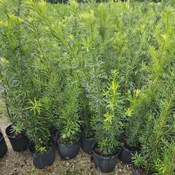 podocarpus  3 feet tall Instant Privacy Hedge For Fence 