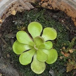 Plant Ping Butterworts