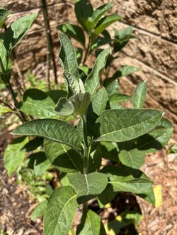 African Bitter leaf Cuttings (3) (cây Mật Gấu)