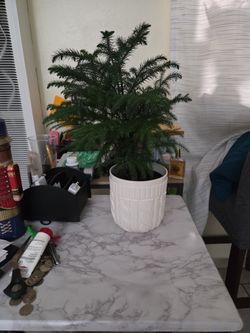Christmas Tree Plant