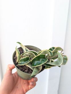 Hoya Compacta Hindu Rope Variegated Plant 4" Pot - Indoor House Plants