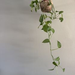 Long Hanging Pothos Plant – Great for Propagation