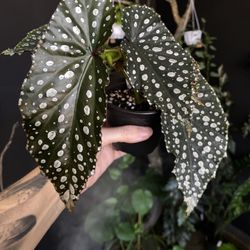 ✨Harmony's Fury | Begonia✨