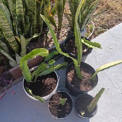 Gorgeous Dragon Fruit - Pink Flesh