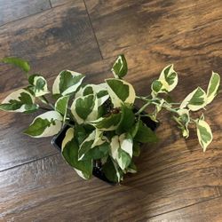 N’joy Pothos Plant