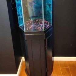 Fish Tank 