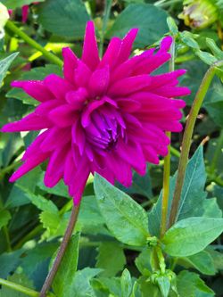 Dahlia Plants Cactus Purple Gem  $5 Each