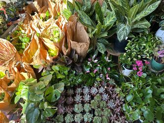 Plants Many New arrive in stock cây kiểng xanh đẹp