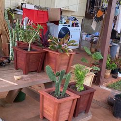 Plants And Wooden Cedar Planters. 