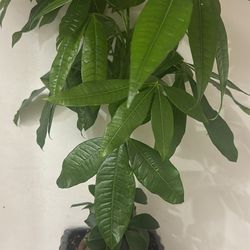 Money Tree/Bonsai/ Planter