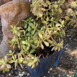 Green Jade Plant