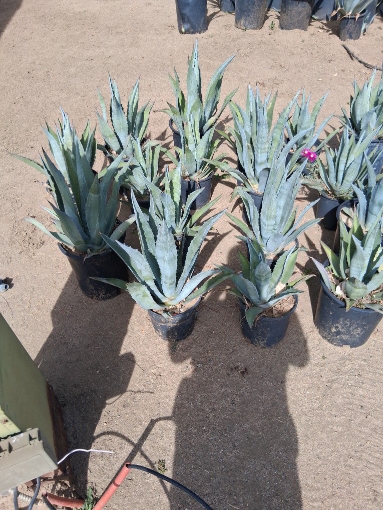 Agave