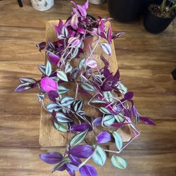 Tradescantia Zebrina 
