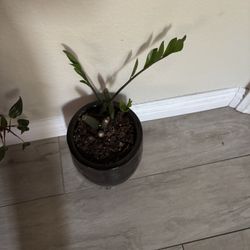 Zz Plant 