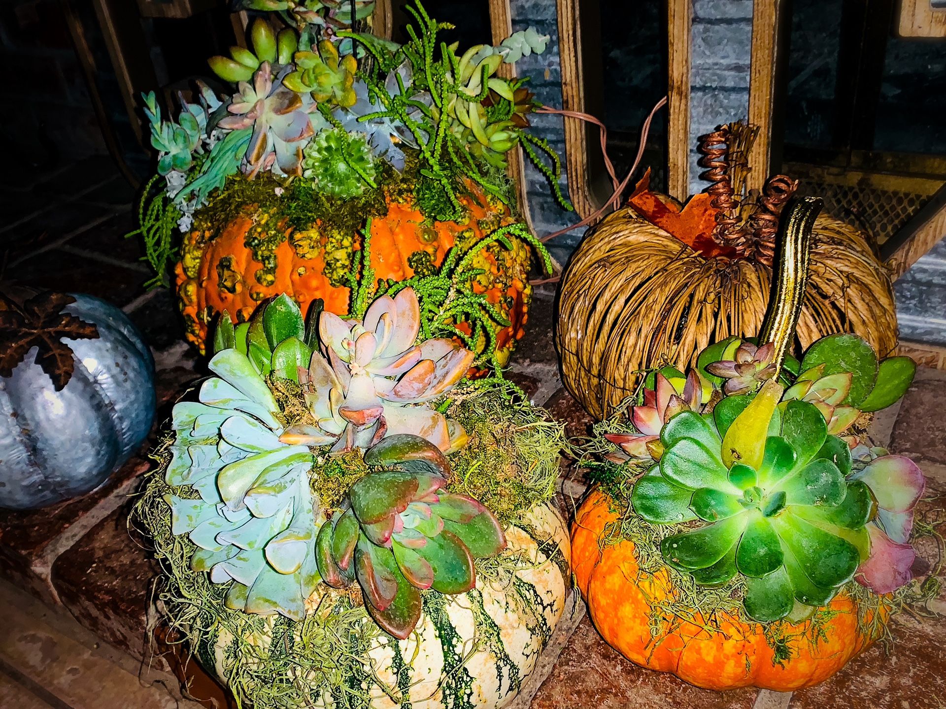 Real succulent pumpkins