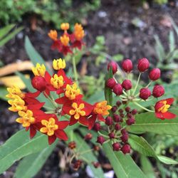 Milkweed plants