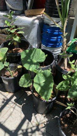 Bạc Hà Colasia 5 Gallons Pot 24$