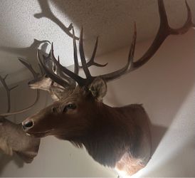 Arizona Elk