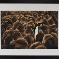 "King Penguins" Antarctica Photograph - Steve Shuey 24" X 32"  