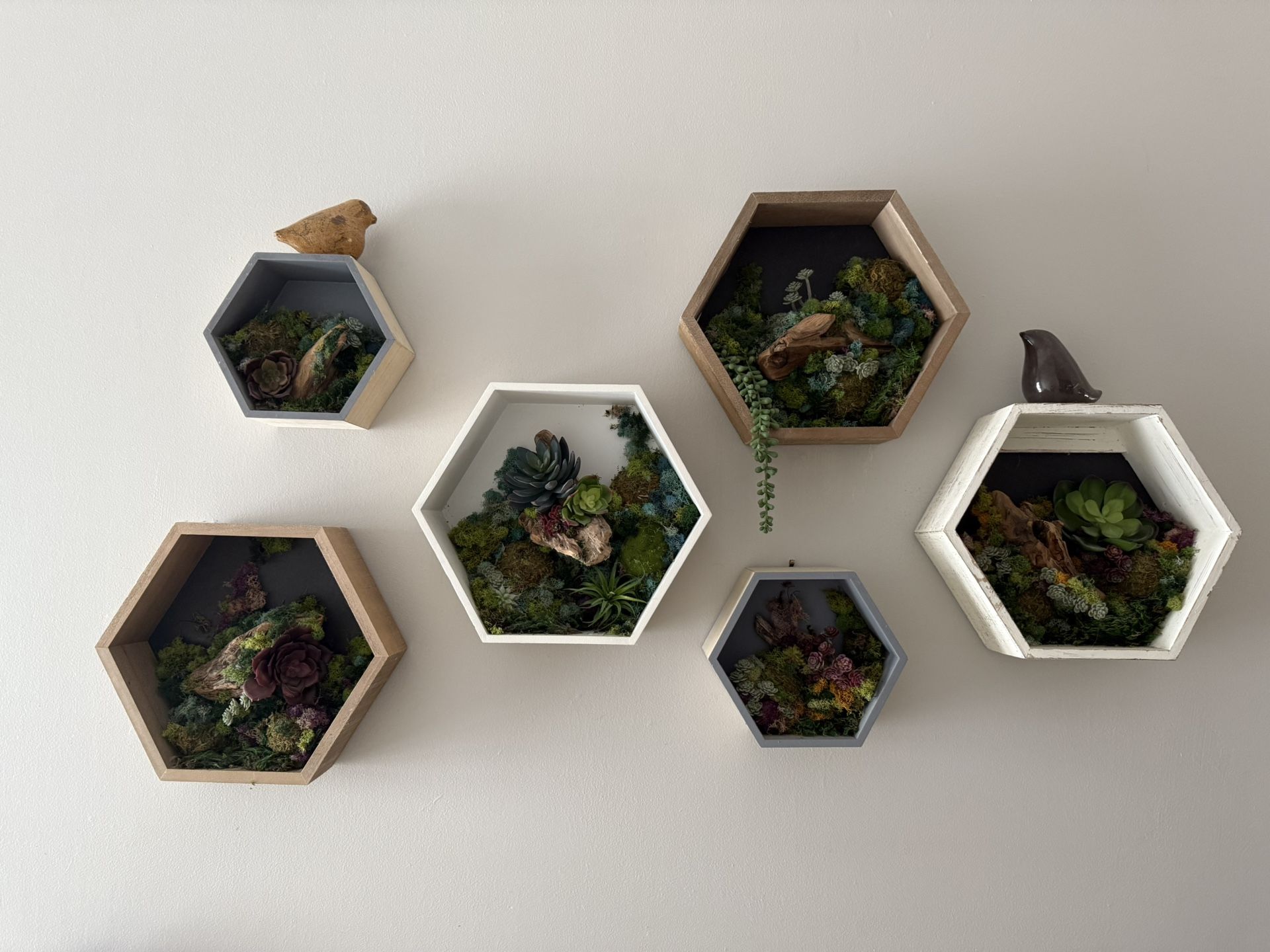 Wall Succulent Hexagon Decor