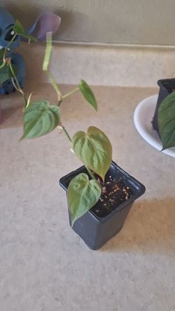 Philodendron Heart Leaf Starter Plant
