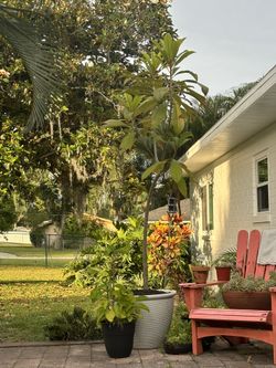 Mamey Sapote Tree