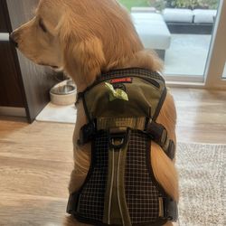 KONG used Dog Harness M Size Excellent Condition