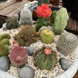 18” Shallow Heavy Ceramic Pot With Cactus $140