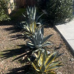 Agave Plants
