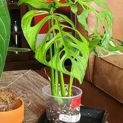 Monstera Esqueleto Rooted Baby Plants