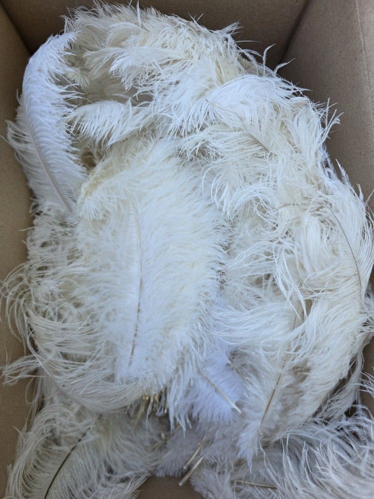 Feathers