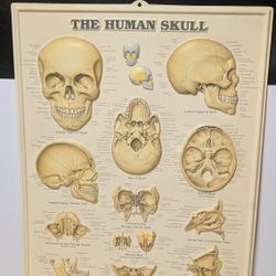 3D Human Skull Anatomical Wall Chart by Anatomical Chart Co. 18.5x26"

