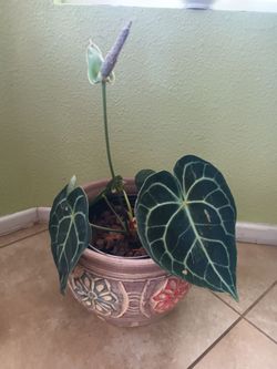 Anthurium clarinervium