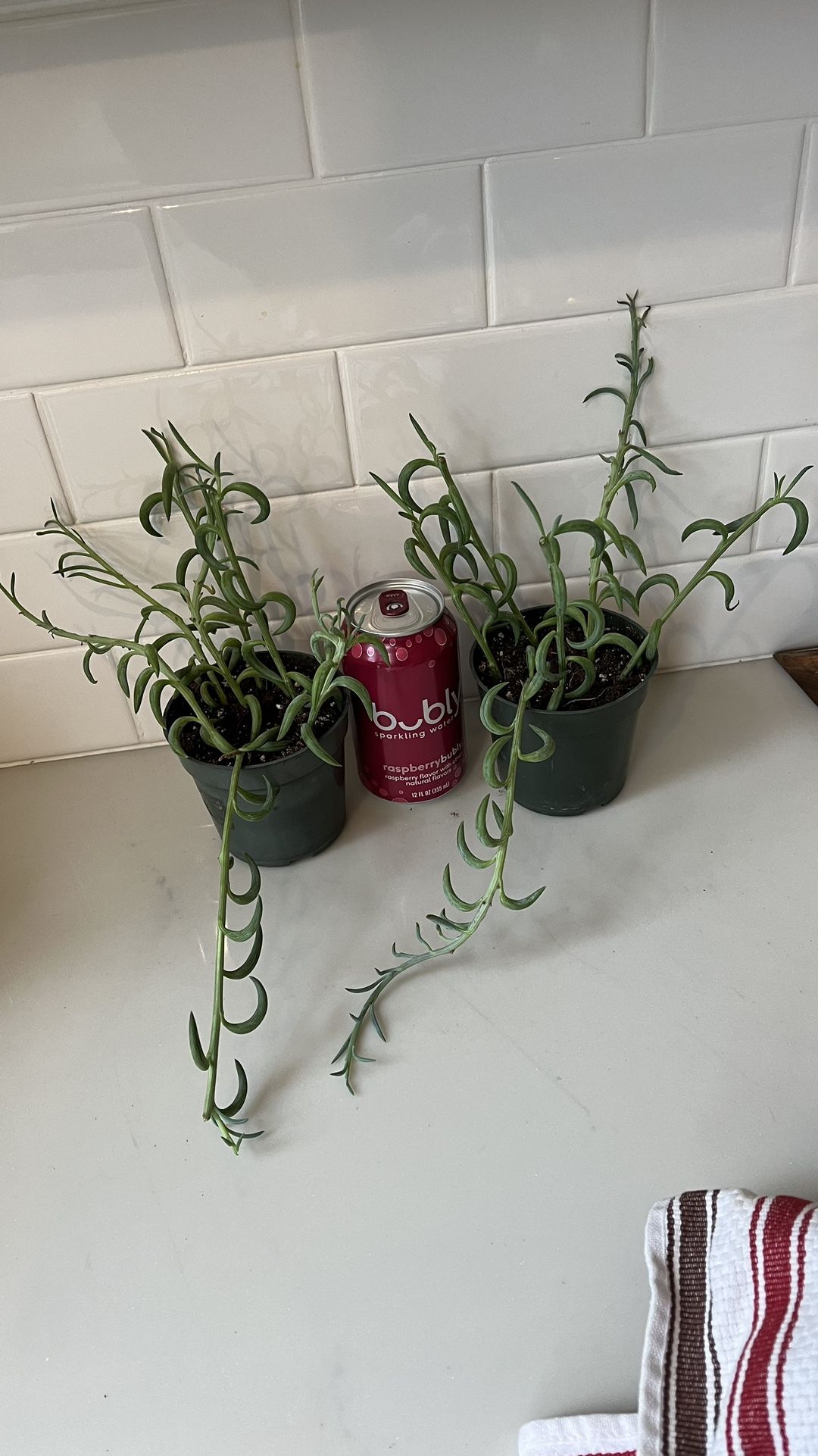 String of Fish Hooks Senecio Plant