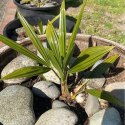 Palm Tree Starters 