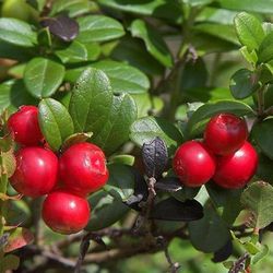 Lingonberry Koralle (read, plz). Sammamish, Beaver Lake 