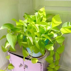 Lush Trailing Neon Lemon Lime Pothos Money Plant/ House Plant/ Indoor Plant Flower Patio Garden 
