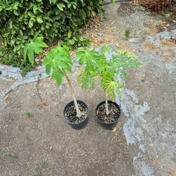 Papaya Tree