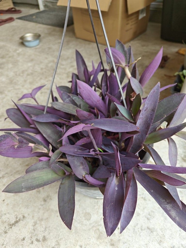 Extra Large Heart Purple ππ Plants