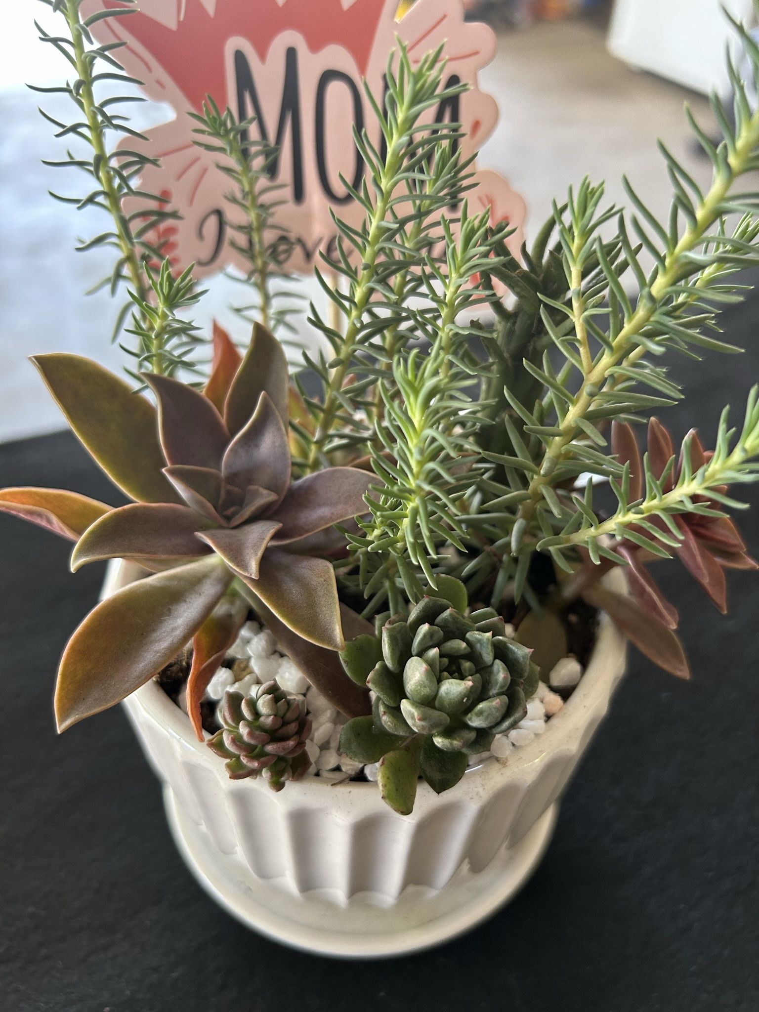 Beautiful Succulents Arrangement In Ceramic White Pot