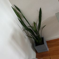 snake plant + plant pot 10x10
