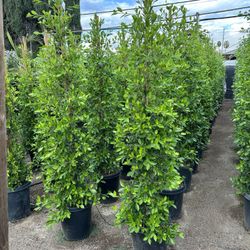 Ficus Nitida Privacy Hedge
